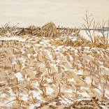 corn field-1 by huyan hu
