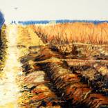 corn field-5 by huyan hu