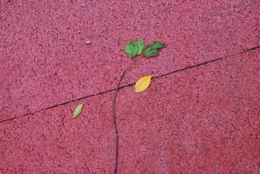 Green and yellow leaf fallen on red ground as flower shape - Limited Edition of 10 thumb