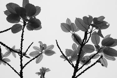 Leaves, black and white - Limited Edition of 30 thumb