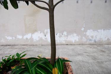 Branch, outdoor planter and fading wall - Limited Edition of 7 thumb
