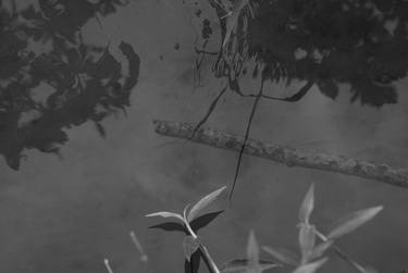 Underwater plants and shadow - Limited Edition of 5 thumb