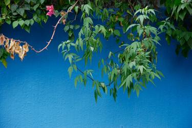 Blue wall leaves, rose branch - Limited Edition of 6 thumb