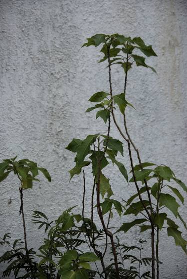 Plants and grey wall - Limited Edition of 6 thumb