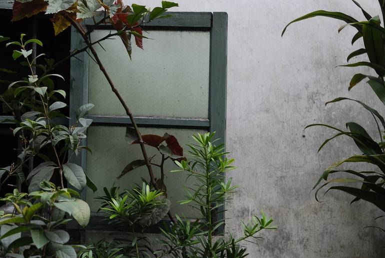 Window, plants and fading wall - Limited Edition of 10 Photography by ...