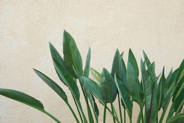 Green leaves and yellow wall - Limited Edition of 10 thumb