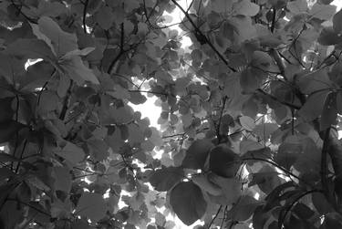 Leaves, black and white - Limited Edition of 20 thumb
