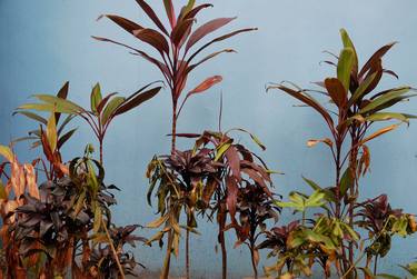 Original Expressionism Botanic Photography by WL Chiu