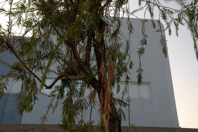 Original Architecture Photography by Wl Chiu | Conceptual Art on Paper | House and Plant - Limited Edition of 6