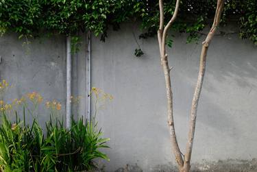 Orange flowers and Chameleon, concrete wall - Limited Edition of 15 thumb