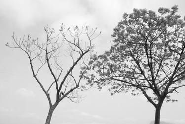 Original Tree Photography by WL Chiu