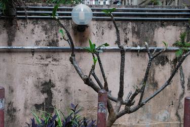 Branch, rustic pink wall, pipe and light off thumb