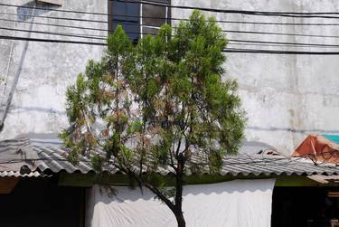 Tree shoe on the roof power line - Limited Edition of 15 thumb