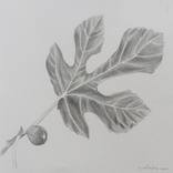 FIG LEAF by Maia S Oprea