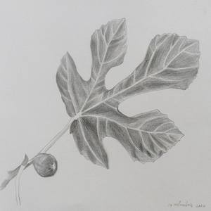FIG LEAF