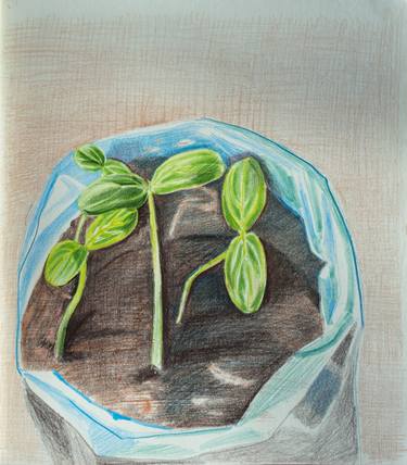 Print of Nature Drawings by Maia S Oprea