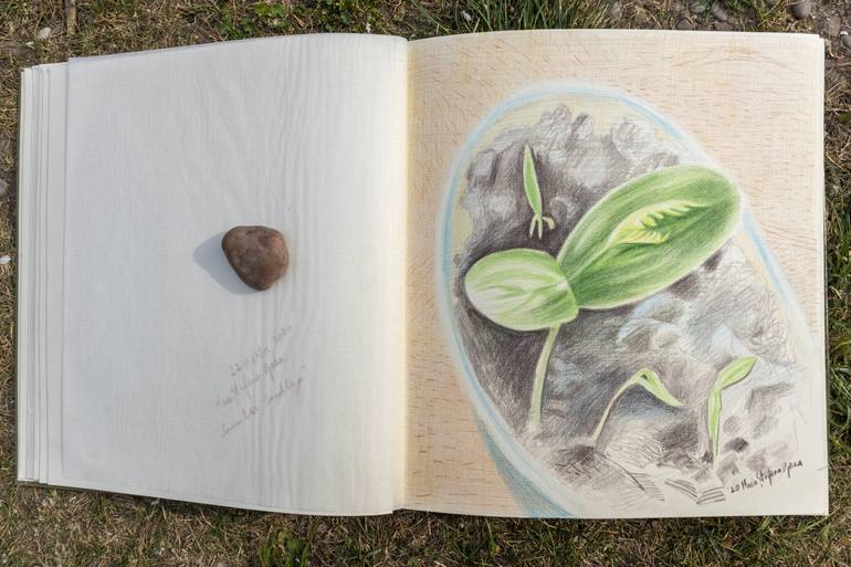 Original Nature Drawing by Maia S Oprea