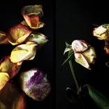 What Remains... by Carla Pivonski