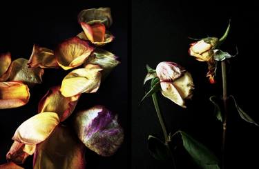 Original Floral Photography by Carla Pivonski