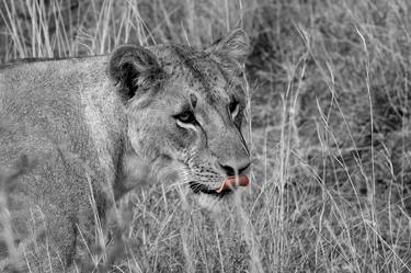 Print of Documentary Animal Photography by Alfredo Guibert