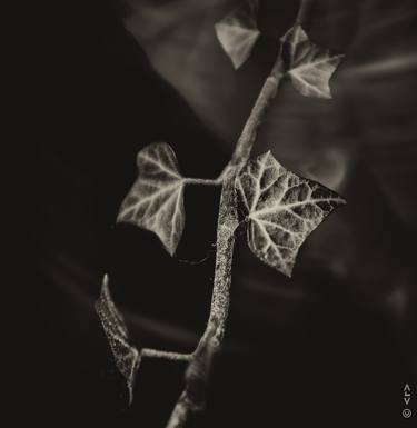 Print of Conceptual Nature Photography by Rene Schlegel
