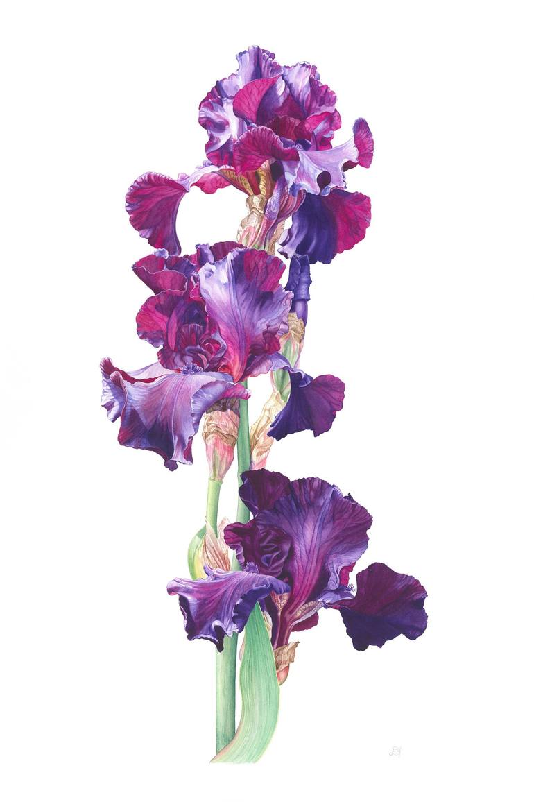 Iris 2 Painting By Elizabeth Hellman 