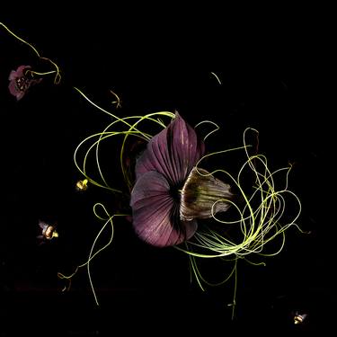 Original Floral Photography by Joyce P. Lopez