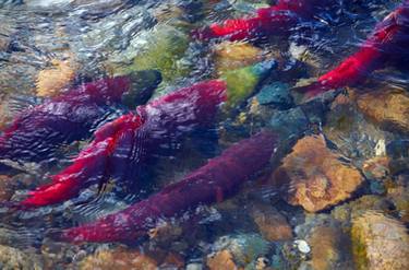 Sockeye Salmon #4 thumb