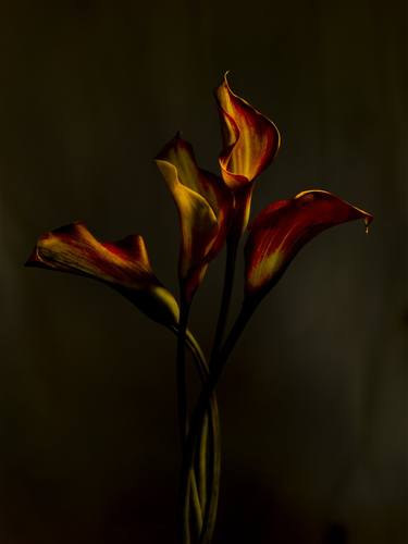 Original Conceptual Botanic Photography by Simon Cardwell