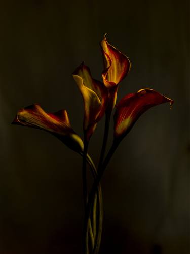 Original Botanic Photography by Simon Cardwell