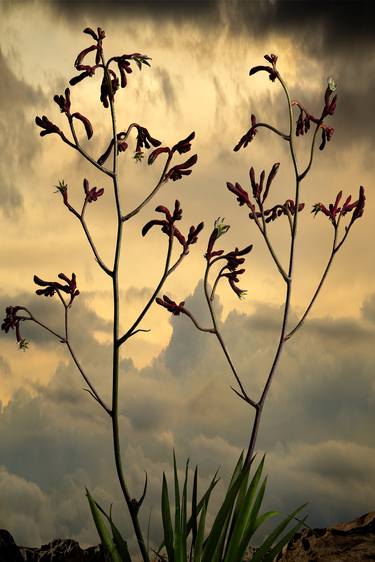 Original Fine Art Botanic Photography by Simon Cardwell