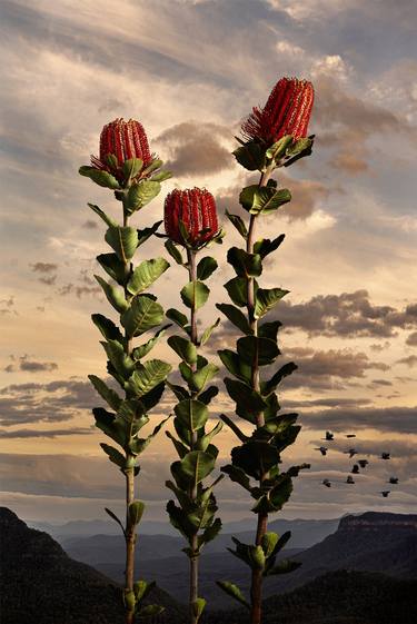 Original Fine Art Botanic Photography by Simon Cardwell