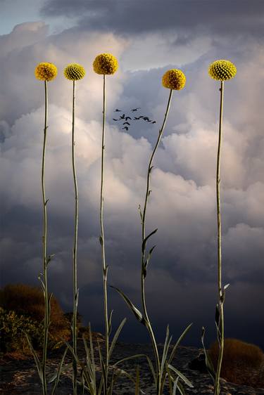 Original Fine Art Botanic Photography by Simon Cardwell