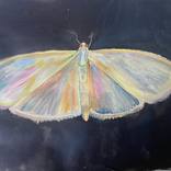 Mother of pearl moth by DAISY Clarke
