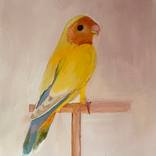 Parakeet by DAISY Clarke