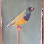 Canery yellow by DAISY Clarke