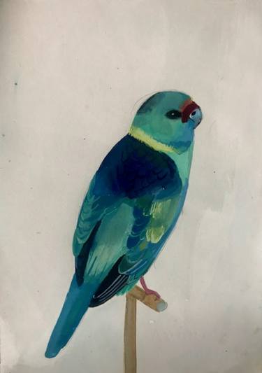 Turquoise parrot thumb