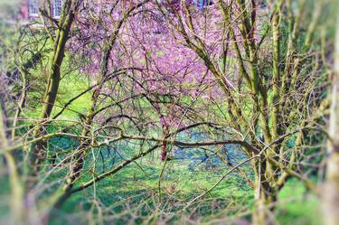 Original Impressionism Tree Photography by Matthew Ling