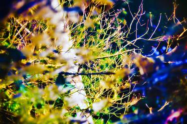 Original Abstract Tree Photography by Matthew Ling