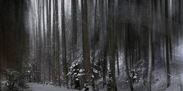 winter forest thumb