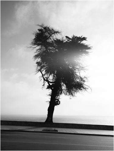 Original Tree Photography by Norberto Guaschi