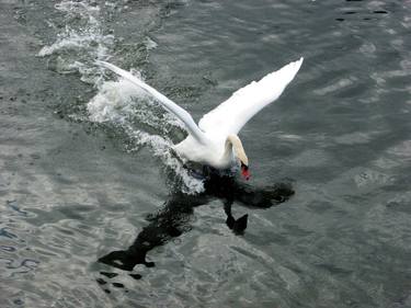 Swan landing thumb