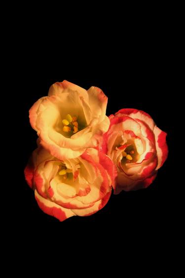 Original Illustration Floral Photography by kevin laidler