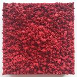 Collection Rodney Haas