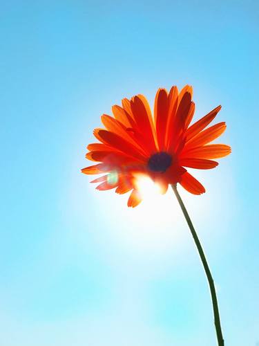 Print of Documentary Botanic Photography by Katarzyna Weremko