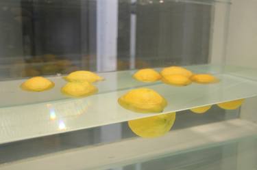 Lemons Installation thumb