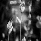 Irises 2024 by Adrian Scoffham