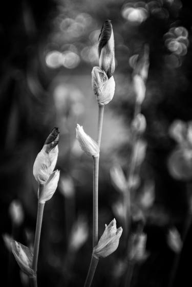 Original Black & White Floral Photography by Adrian Scoffham