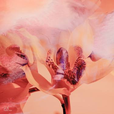 Print of Fine Art Floral Digital by Mirja Nuutinen
