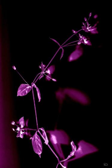 Original Expressionism Floral Photography by Mirja Nuutinen